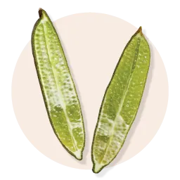 Retreatment Botanics Kadakdu Brightening Serum 卡卡杜李亮白精華液